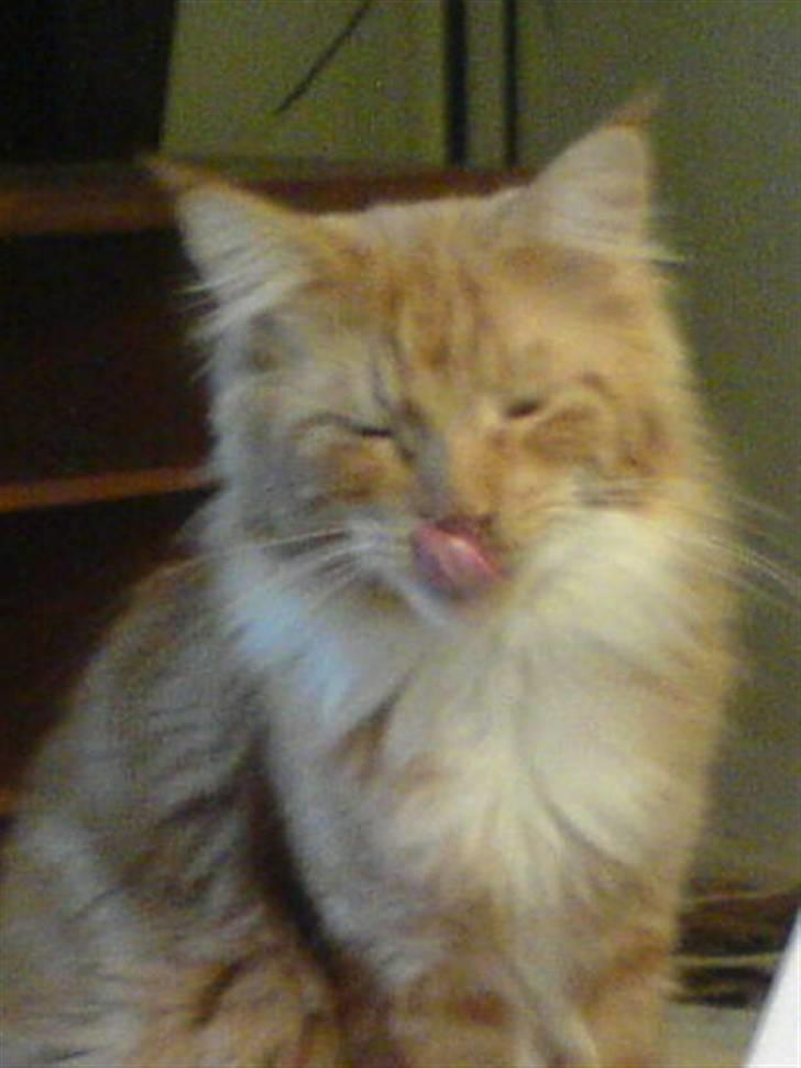 Maine Coon Tarzan billede 8