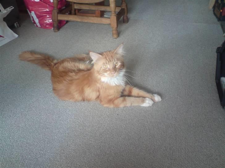 Maine Coon Tarzan billede 9