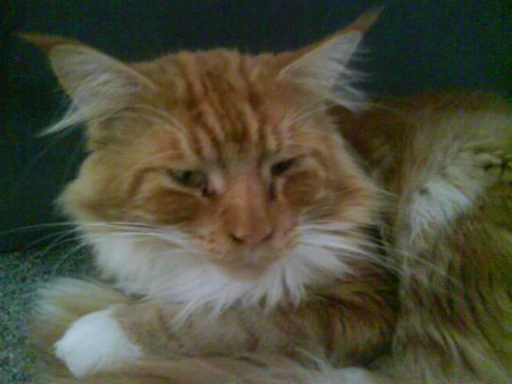 Maine Coon Tarzan billede 10