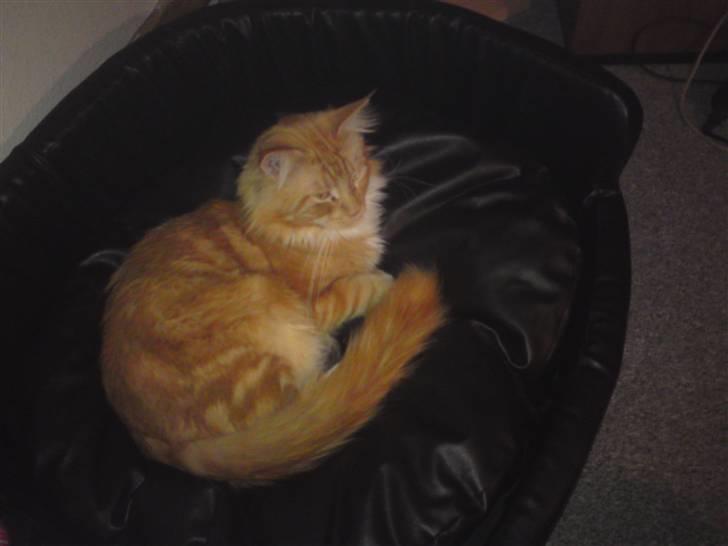 Maine Coon Tarzan billede 11