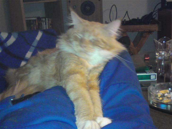 Maine Coon Tarzan billede 12