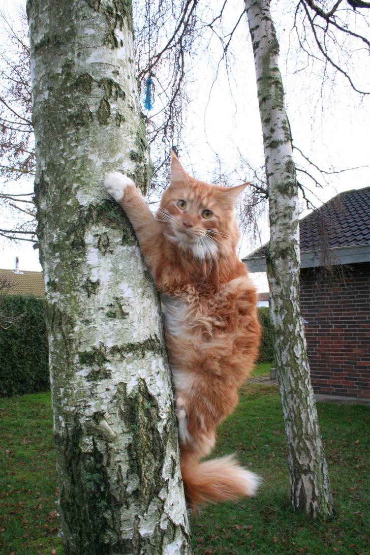 Maine Coon Tarzan billede 13