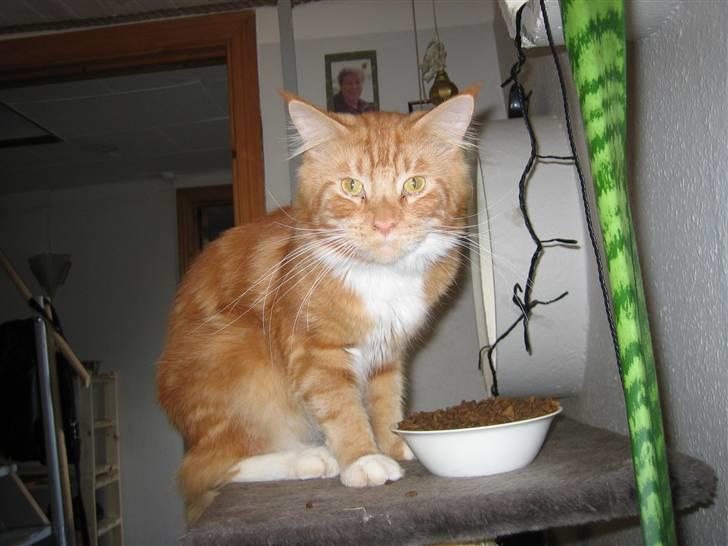 Maine Coon Tarzan billede 14