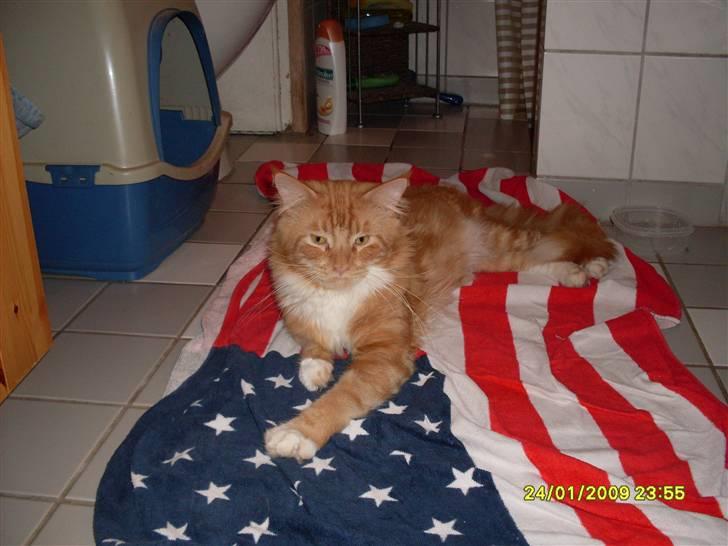 Maine Coon Tarzan billede 15