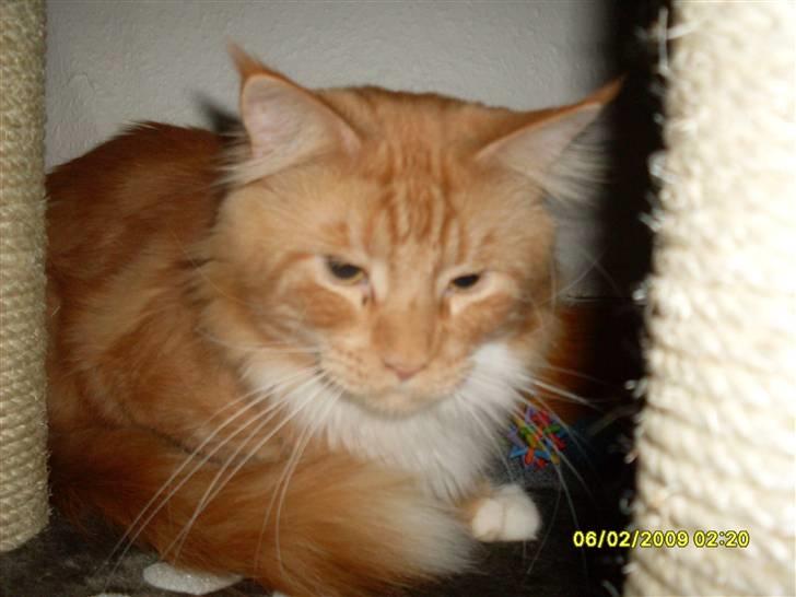 Maine Coon Tarzan billede 16