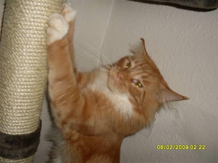 Maine Coon Tarzan billede 17