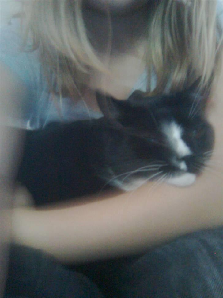 Huskat Gizmo - ahhhhhhhhhhhhh billede 17