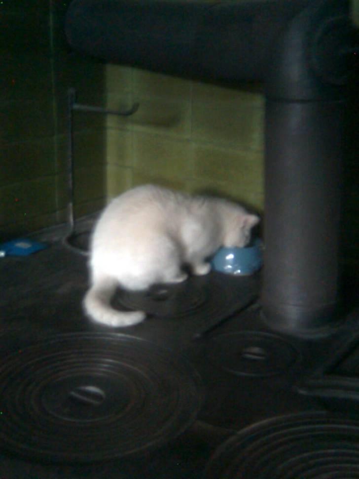 Huskat Nusser billede 9