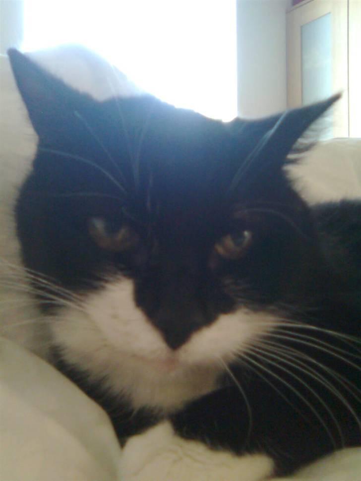 Blanding af racer Otto billede 1