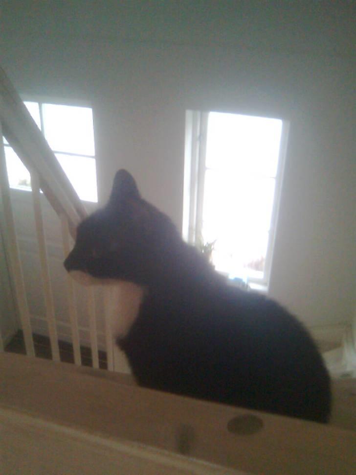 Blanding af racer Otto billede 2