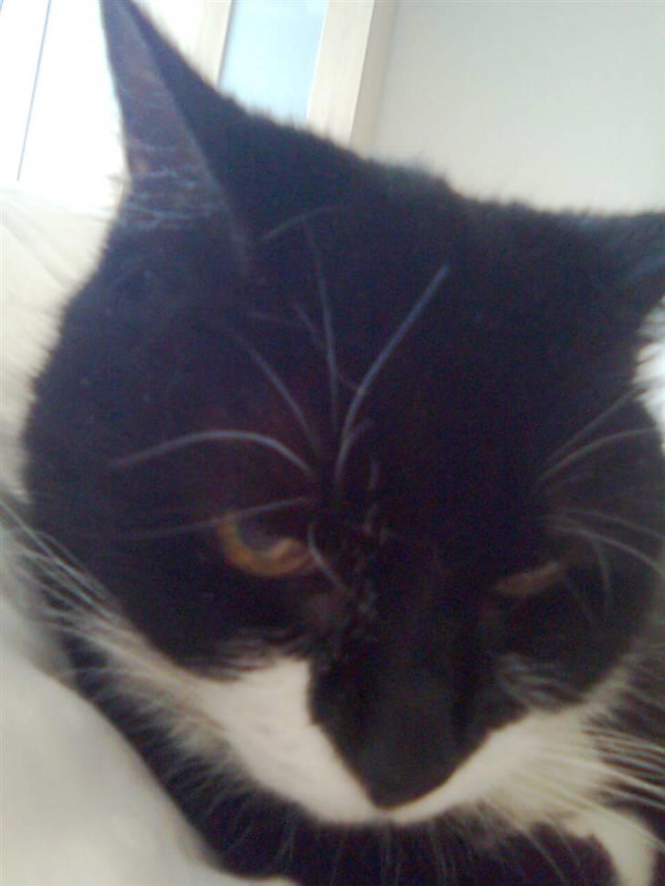 Blanding af racer Otto billede 3