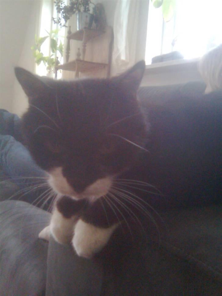 Blanding af racer Otto billede 4