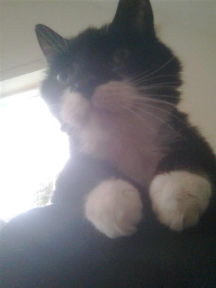 Blanding af racer Otto billede 6