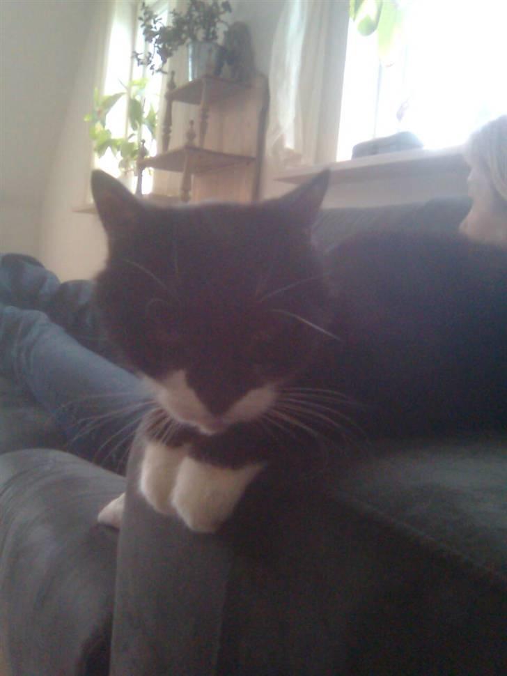 Blanding af racer Otto billede 7