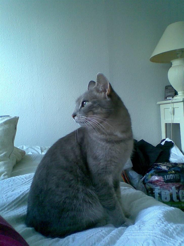 Huskat Sif billede 7