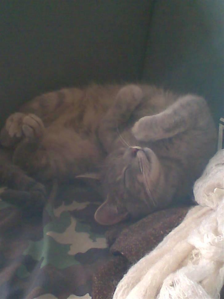 Huskat Sif billede 8