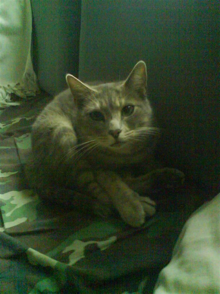 Huskat Sif billede 9