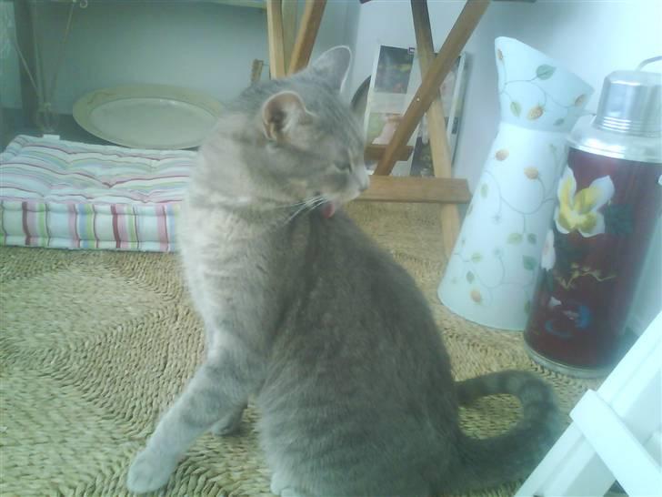 Huskat Sif billede 10