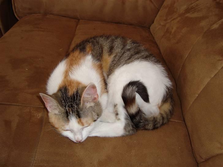 Blanding af racer Mille - Mille 6 mdr billede 1