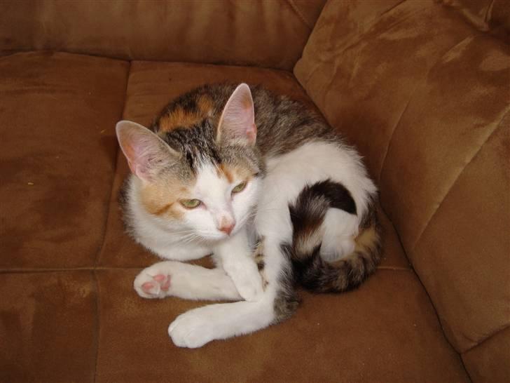 Blanding af racer Mille - Mille 6 mdr billede 2