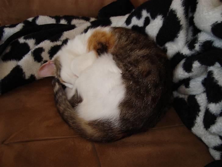 Blanding af racer Mille - Mille 6 mdr billede 3