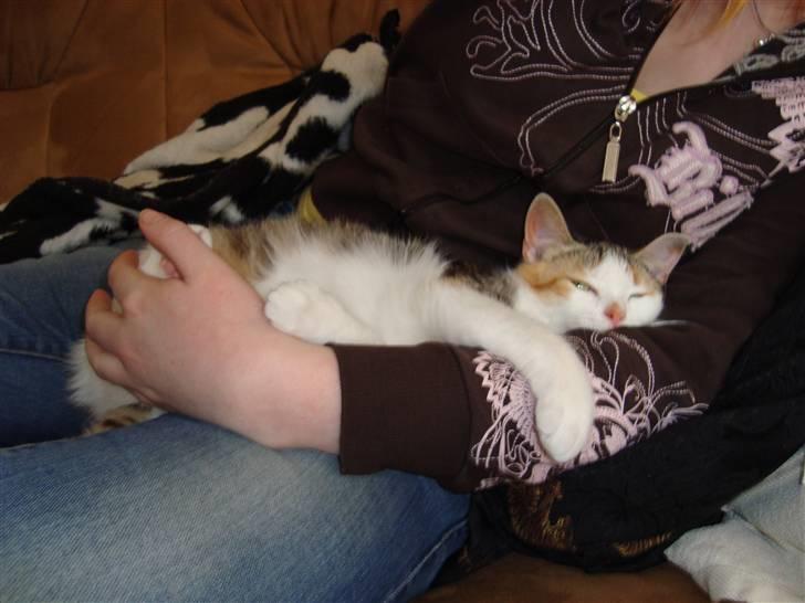 Blanding af racer Mille - Den bedst plads til hygge billede 4