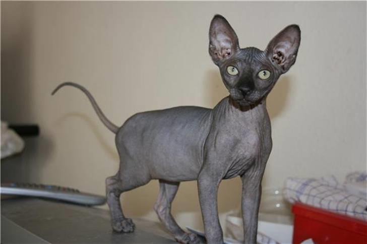 Sphynx Dk¨B Billings Willy billede 1