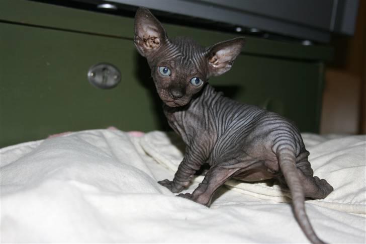 Sphynx Dk¨B Billings Willy billede 2