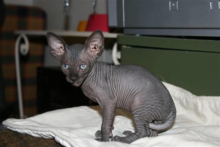 Sphynx Dk¨B Billings Willy billede 3