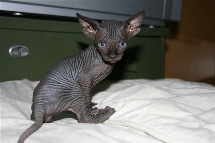Sphynx Dk¨B Billings Willy billede 4