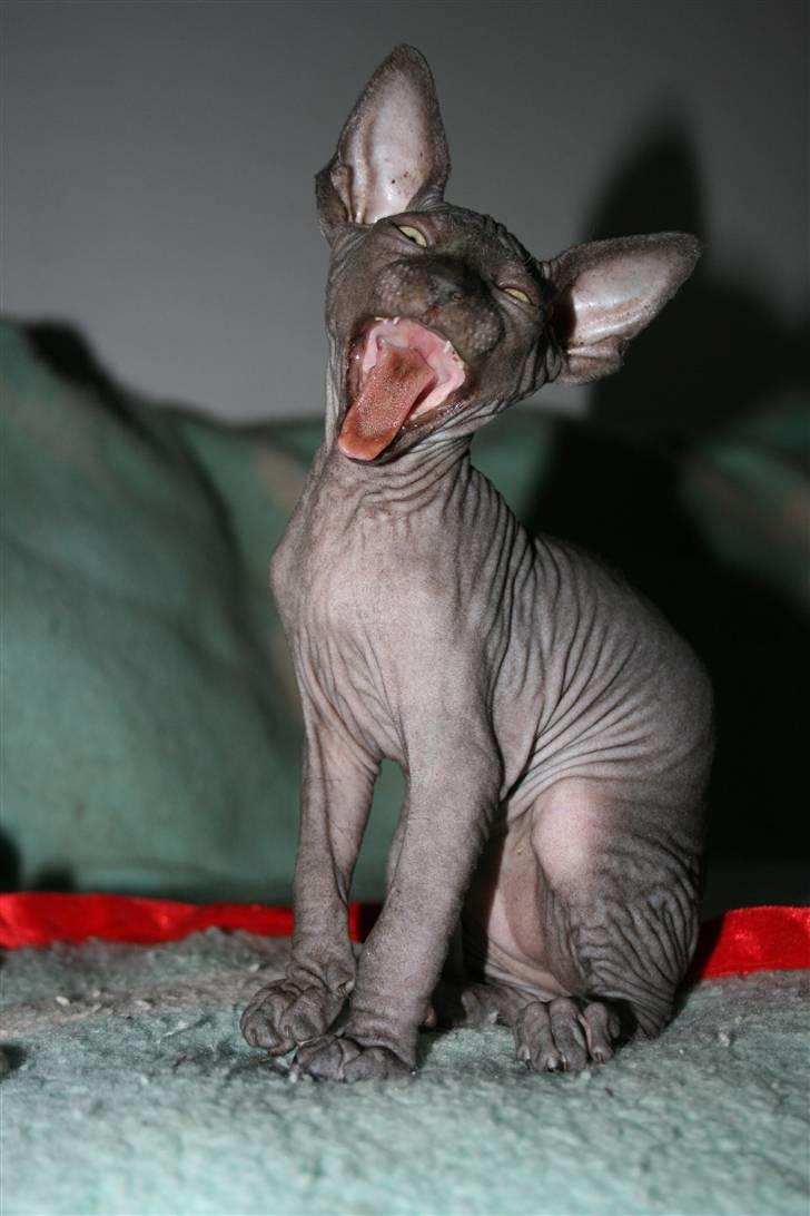 Sphynx Dk¨B Billings Willy billede 5