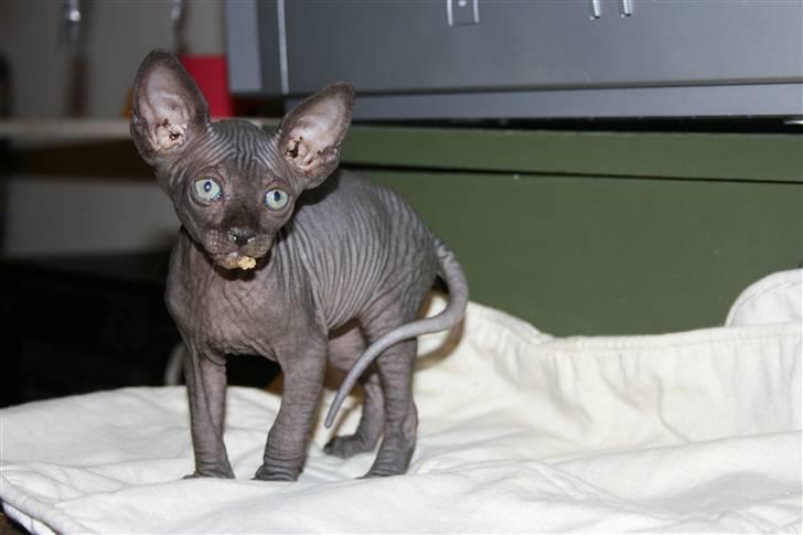 Sphynx Dk¨B Billings Willy billede 6