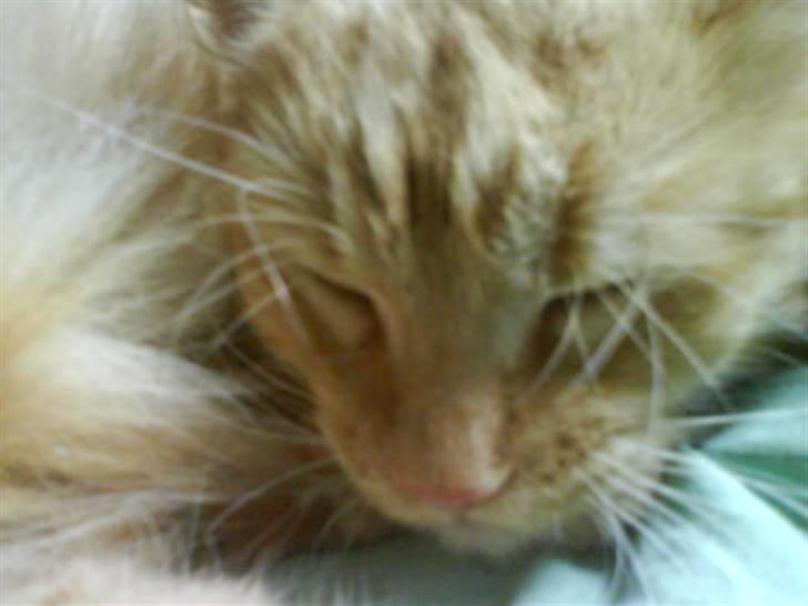 Huskat Mitch. Gået bort 2015. billede 1