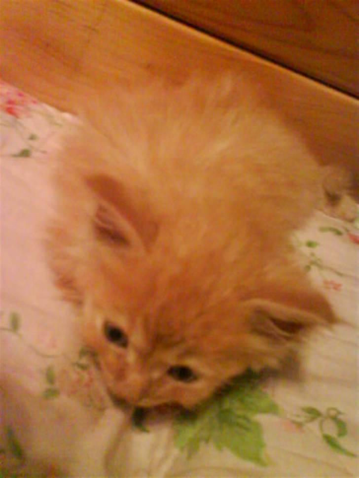 Huskat Mitch. Gået bort 2015. - Mitch, da vi lige havde fået ham. billede 2