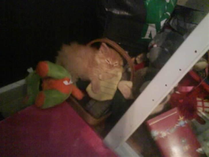 Huskat Mitch. Gået bort 2015. billede 3