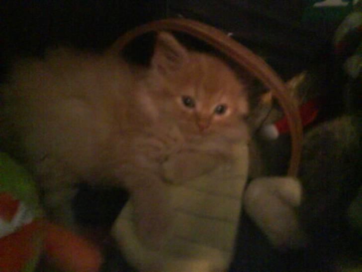 Huskat Mitch. Gået bort 2015. billede 4