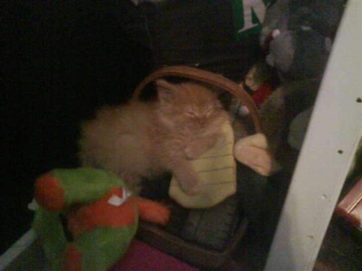 Huskat Mitch. Gået bort 2015. billede 5