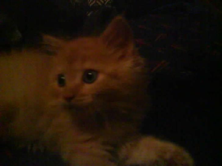 Huskat Mitch. Gået bort 2015. billede 6