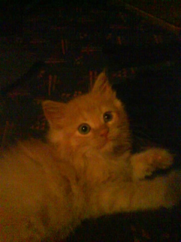 Huskat Mitch. Gået bort 2015. billede 7