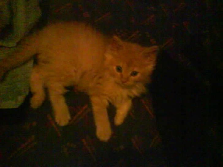 Huskat Mitch. Gået bort 2015. billede 8