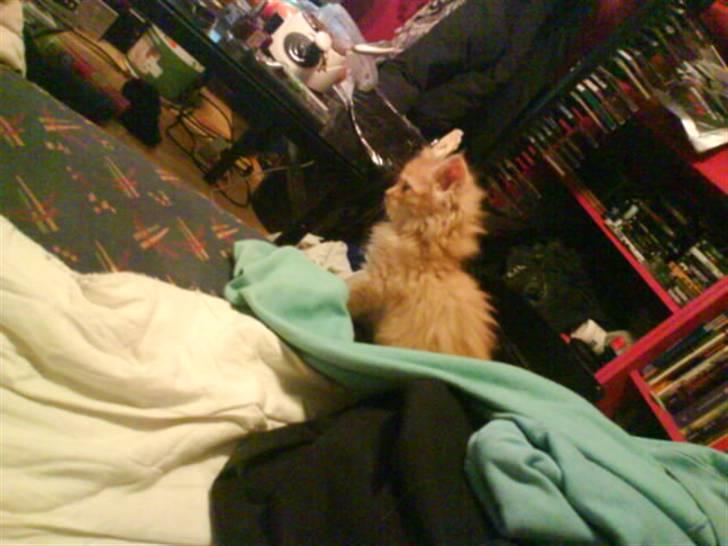 Huskat Mitch. Gået bort 2015. billede 9