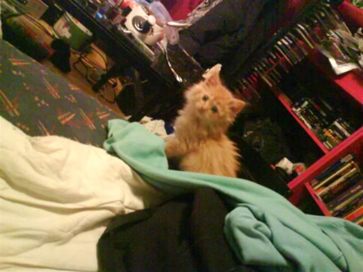 Huskat Mitch. Gået bort 2015. billede 10