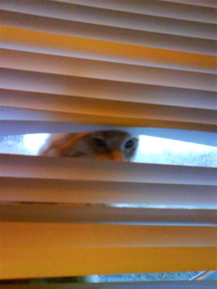 Huskat Mitch. Gået bort 2015. billede 11