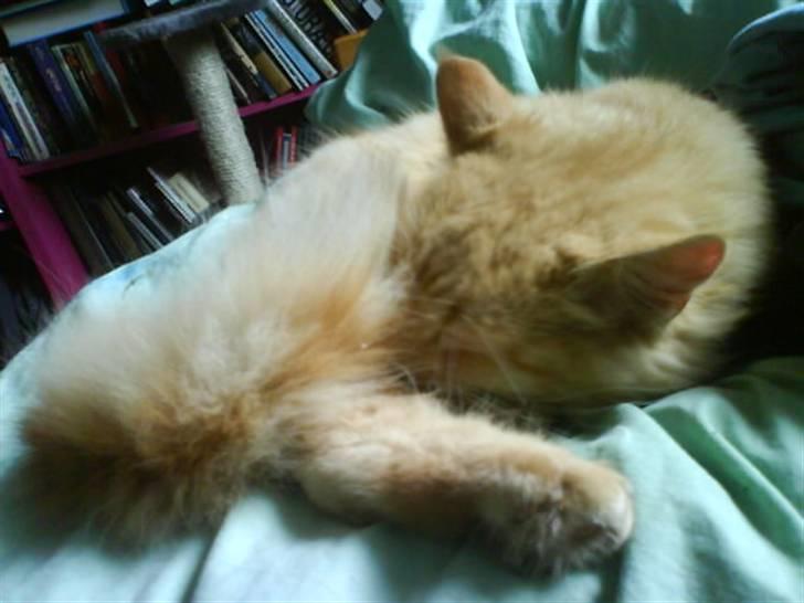 Huskat Mitch. Gået bort 2015. billede 12