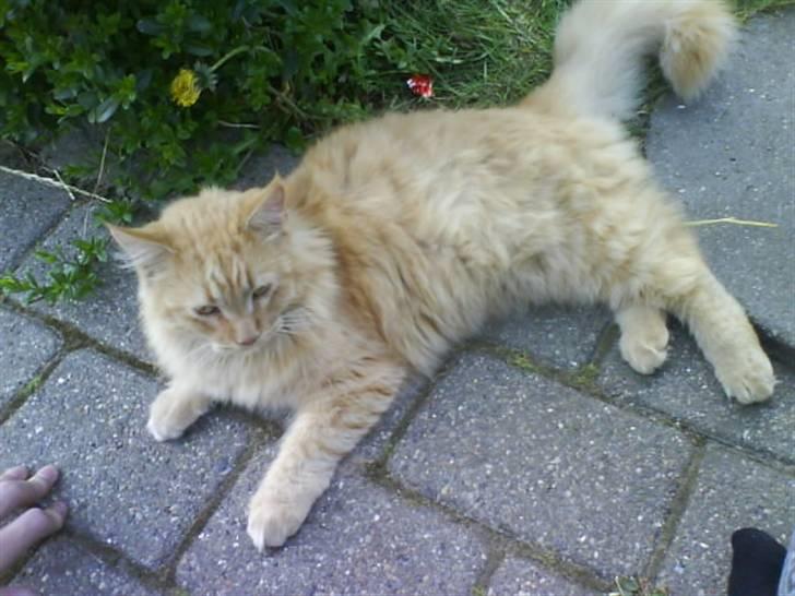 Huskat Mitch. Gået bort 2015. - Sådan ser drengen ud nu :). billede 13