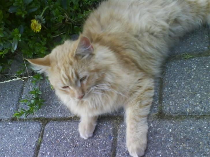 Huskat Mitch. Gået bort 2015. billede 14