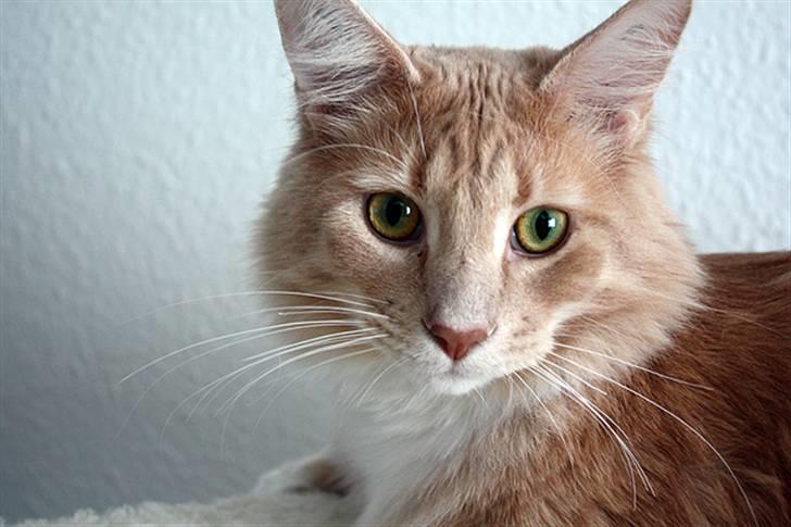 Maine Coon Oliver - Oliver er nu 1 år :) - Feb. ´10 billede 1