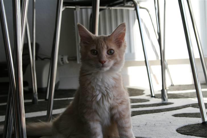 Maine Coon Oliver - 15 uger billede 2