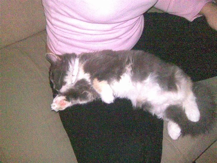 Maine Coon Disney billede 14