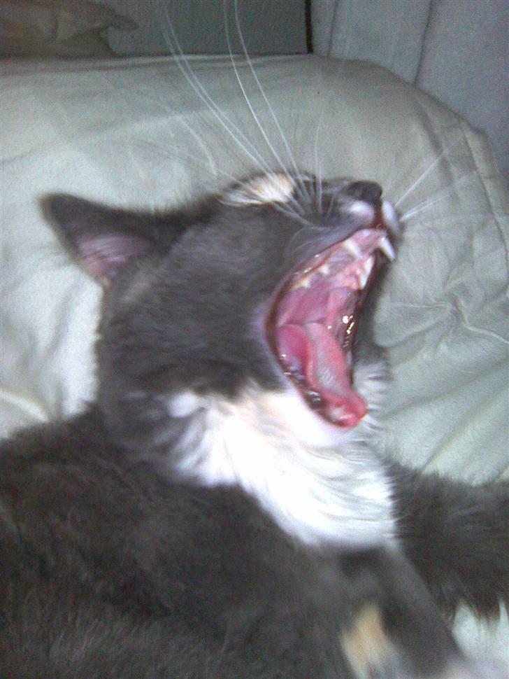 Maine Coon Disney billede 16